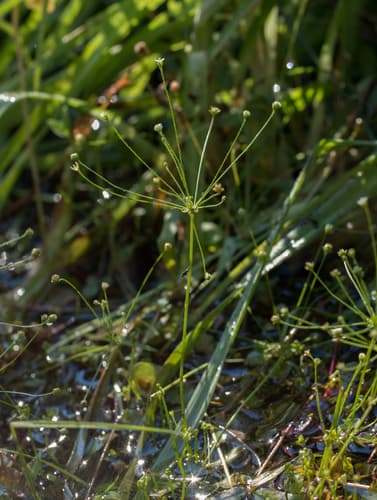slender-stemmed androsace