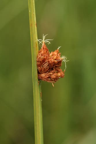 Three-square Bulrush