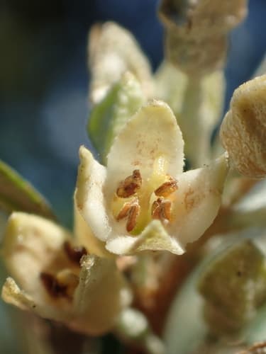 Elaeagnus oldhamii Bonsai
