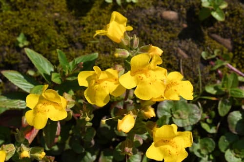 magnificent seep monkeyflower
