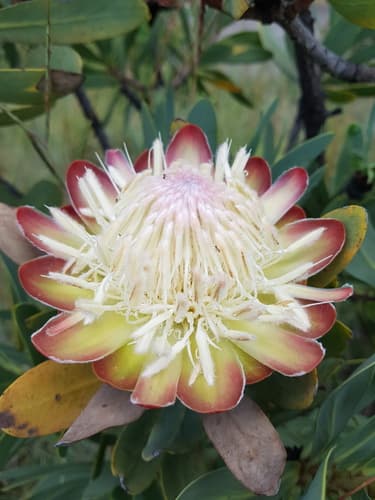 Common Protea