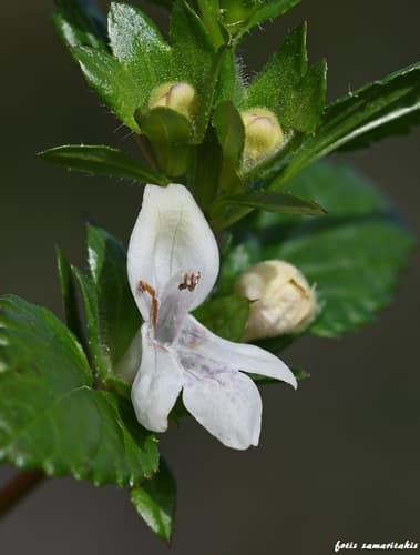 White Hedge-nettle