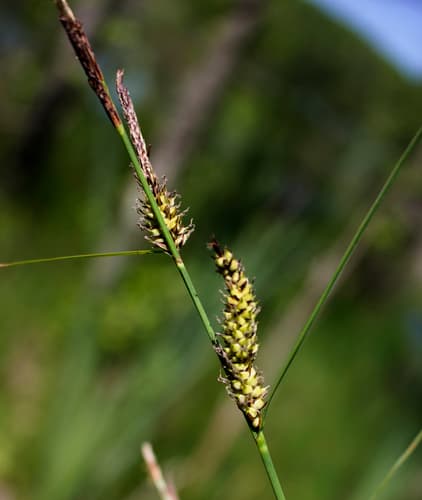Woolly-fruited Sedge