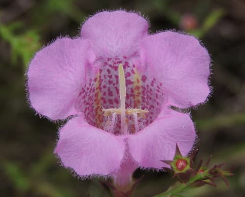 Prairie False Foxglove
