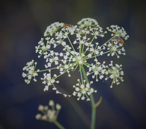 Water Cowbane
