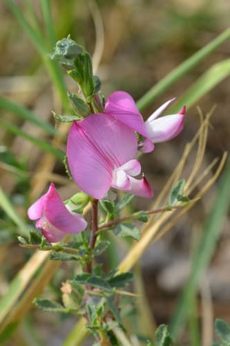 Spiny restharrow