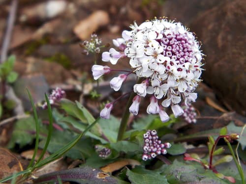 Alpine Penny-cress Bonsai