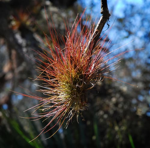 Southern Needleleaf Airplant