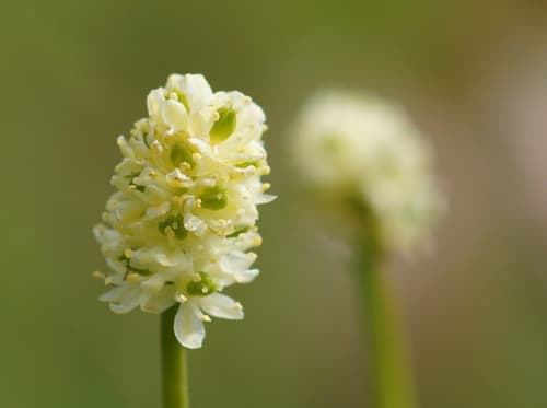 Scottish Asphodel
