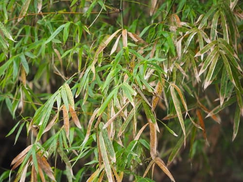 Bambusa stenostachya