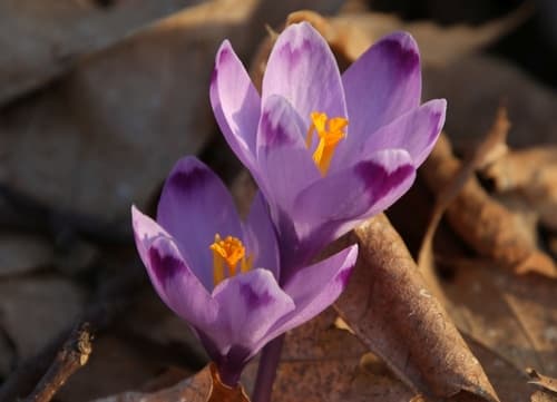 Crocus heuffelianus Bonsai