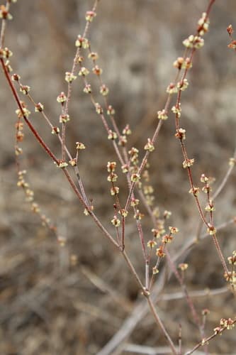 Slender Woolly Buckwheat