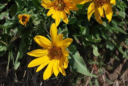 Narrowleaf Mule-ears