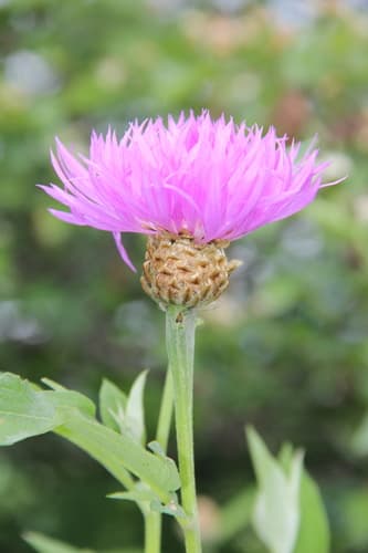 Persian Knapweed Flower
