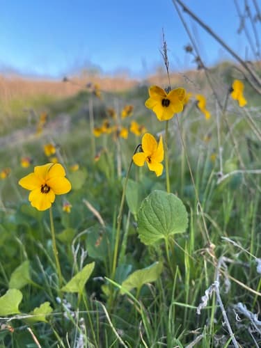 California Golden Violet