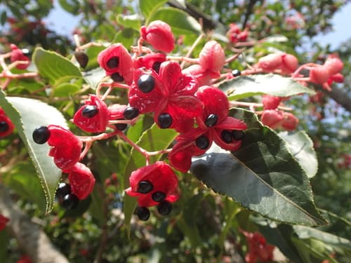 Common Euscaphis Bonsai