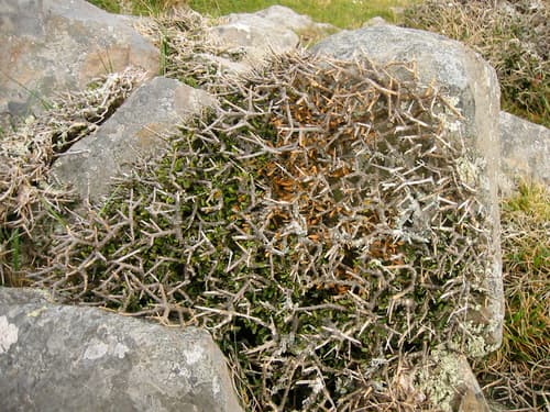 Porcupine Shrub