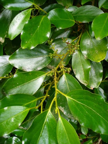 New Zealand Broadleaf Bonsai