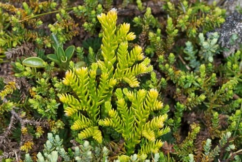 Creeping Clubmoss