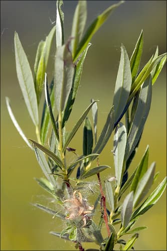 Rosemary-leaved Willow