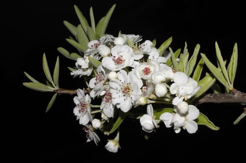 Almond-leaved Pear Bonsai