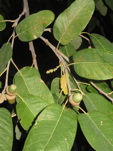 Mexican White Oak Bonsai