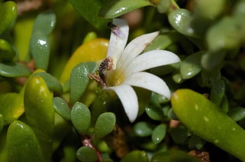 Selliera Radicans Bonsai