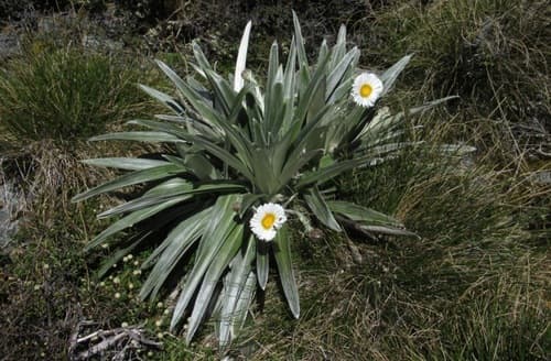 Large Mountain Daisy