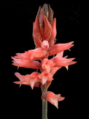 Leafless Beaked Lady Orchid