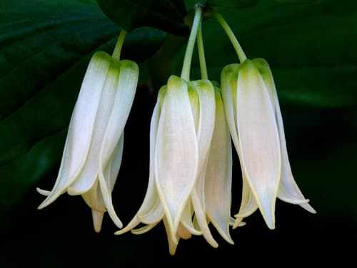 Largeflower Fairybells