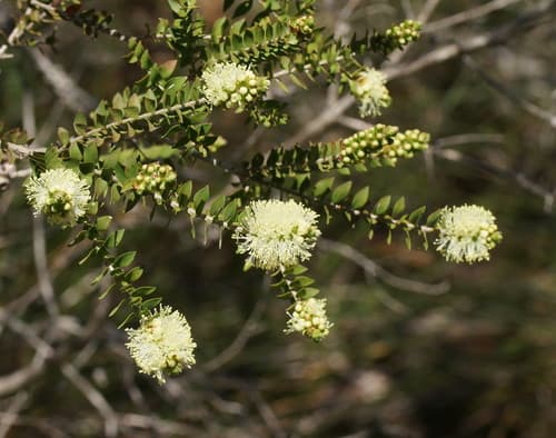 Scented Paperbark Bonsai