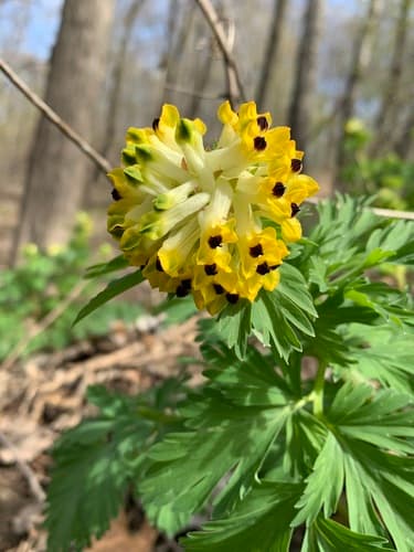 Noble Corydalis
