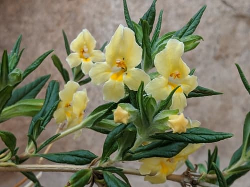 Rock Bush Monkeyflower Bonsai