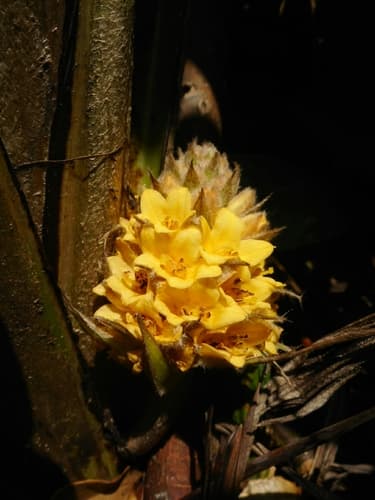 Palm Grass (Curculigo capitulata)