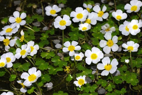 Pond Water-crowfoot Bonsai