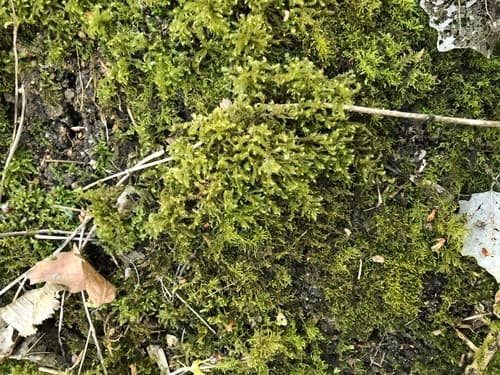 Common Striated Feather-moss