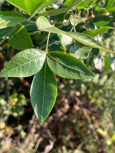 Common Currant-Rhus Bonsai