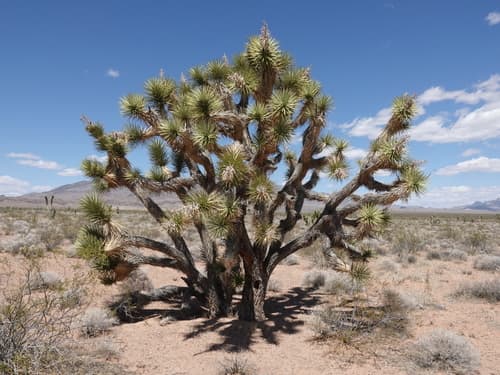Eastern Joshua tree