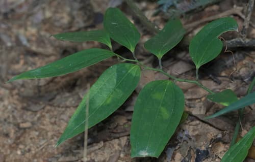 Smilax lanceifolia