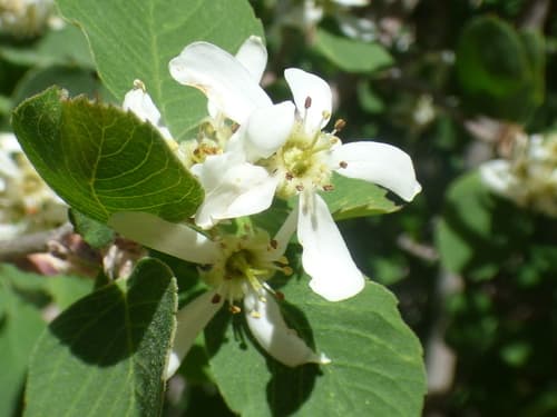 Utah Serviceberry