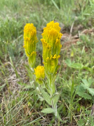 Golden Paintbrush