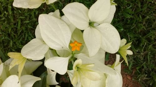 Queen of Philippines