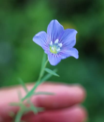 Meadow Flax