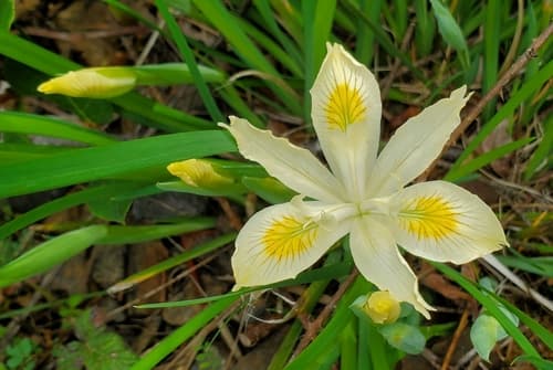 Yellowleaf Iris