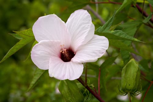 Halberd-leaf Rosemallow