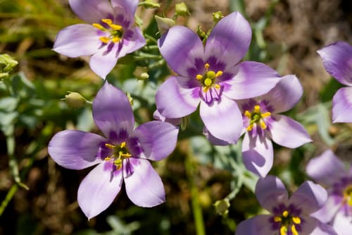 catchfly prairie gentian