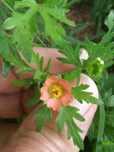 Carolina Bristlemallow