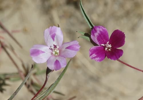 Winecup Clarkia