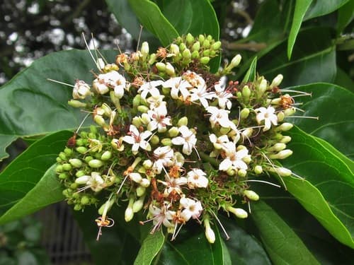 Cat's-whiskers Bonsai
