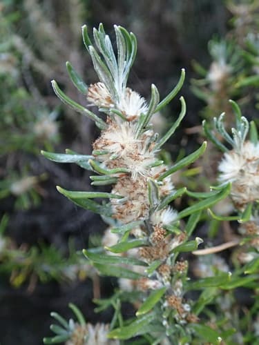 Coastal Daisy-Bush Bonsai